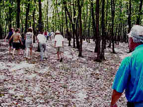 The Trees3.jpg (47126 bytes)